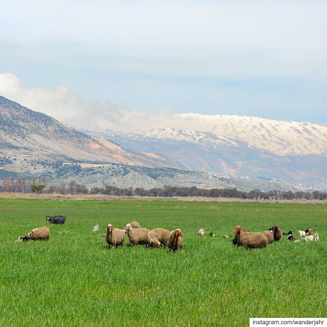 It is not the mountains we conquer, but ourselves!🌳🌱🌼🐑🐐🐏⛰  bekaa ... (West Bekaa)