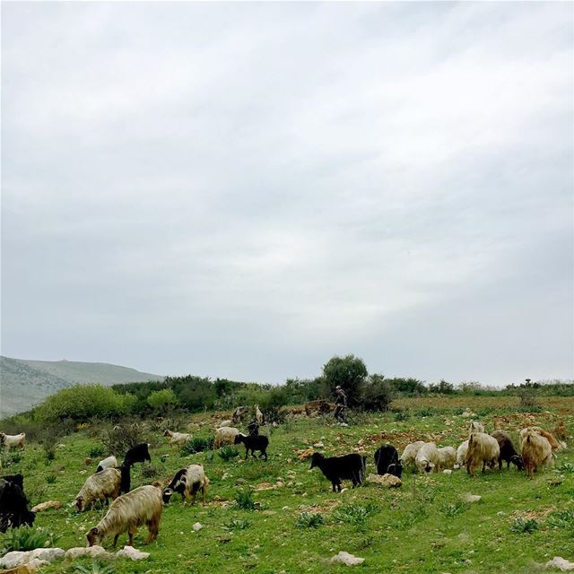 It is Spring and those photos just keep coming 😬 beautiful_lebanon ... (Nabatîyé)