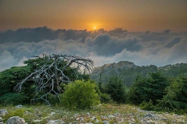 It is when we are broken , that we shine with grace ✨ photography ... (Al Shouf Cedar Nature Reserve)