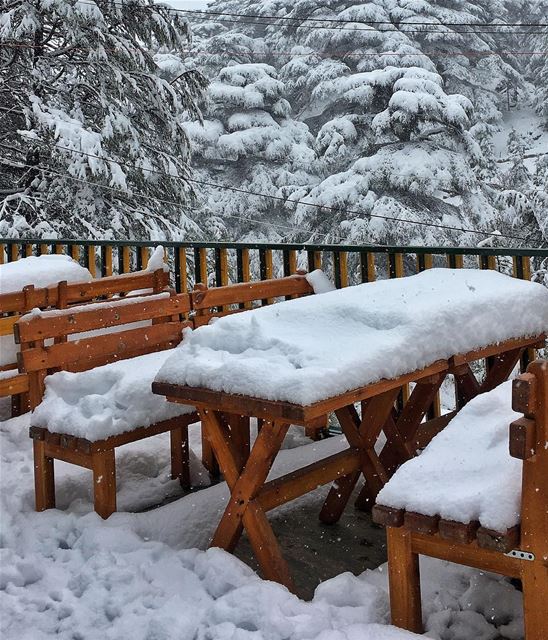 It isn’t just a dream...  snow  lebanon ... (Cedars of God)