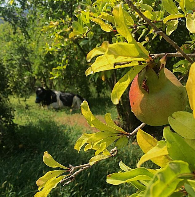 It just needs a rest under the pomegranate trees 💆🏻  cow ... (Bisri, Al Janub, Lebanon)