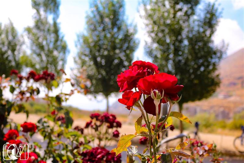 It only needs some  technics.. photography  nature  flowers  trees  Sky... (Faraya, Mont-Liban, Lebanon)