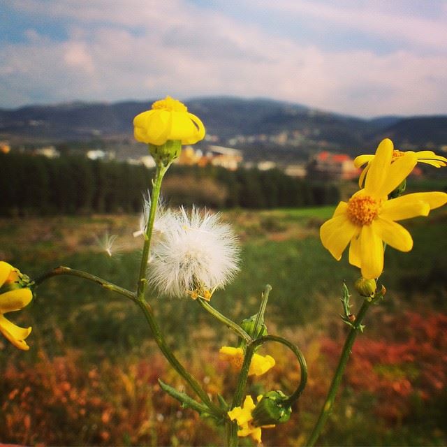 "It refers to dent-de-lion (lion's tooth)."  dandelion  french  flower ...