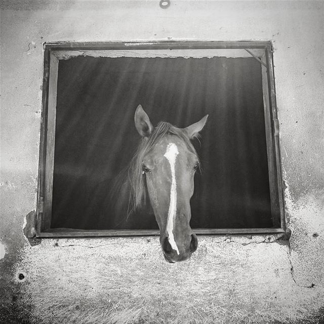 It's a horse life -  ichalhoub in South  Lebanon / turkobjektif ...