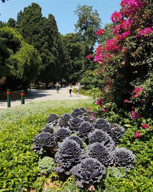... It's a pleasure, of course,To take a summer course 🌞🌳🌺------..... (American University of Beirut (AUB))