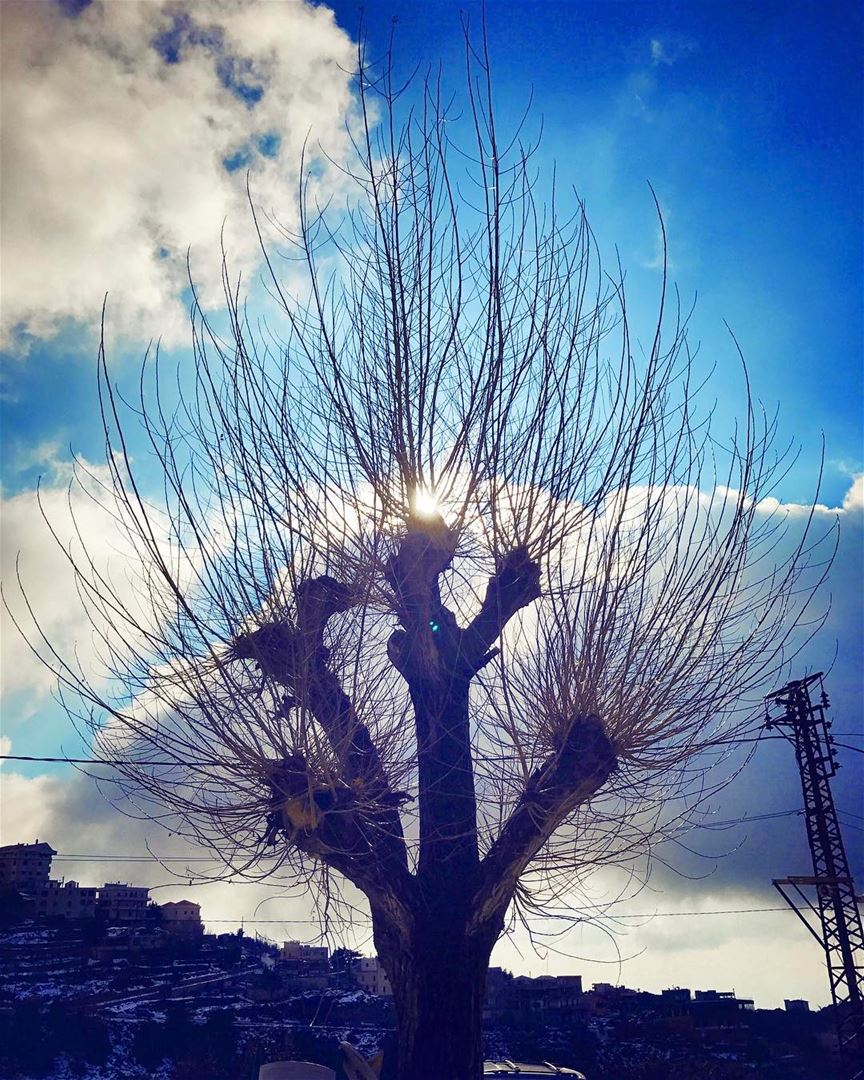 It's actually the  souls of the  trees we're seeing in the  winter. In... (مار شربل - عنايا)