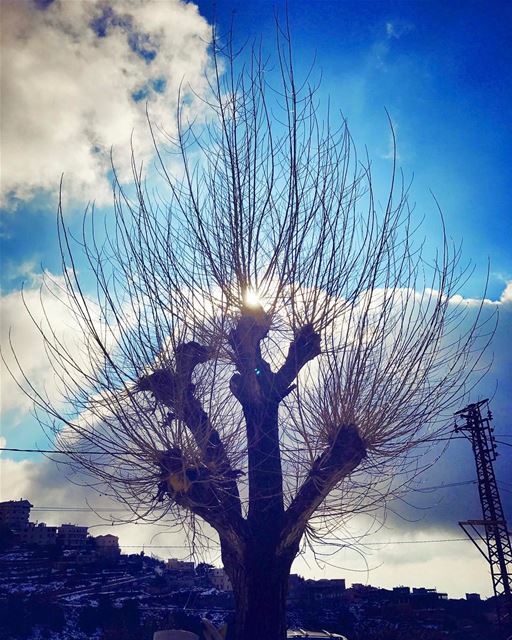 It's actually the  souls of the  trees we're seeing in the  winter. In... (مار شربل - عنايا)
