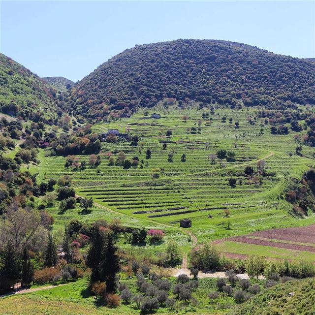 It's all about green.... livelovenabatiyeh morning nature naturelovers... (Kfarsir River)