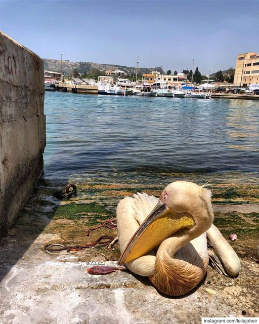 It’s all fun and games until she wakes up... makingmemories  lebanontimes ... (Mina-batroun)