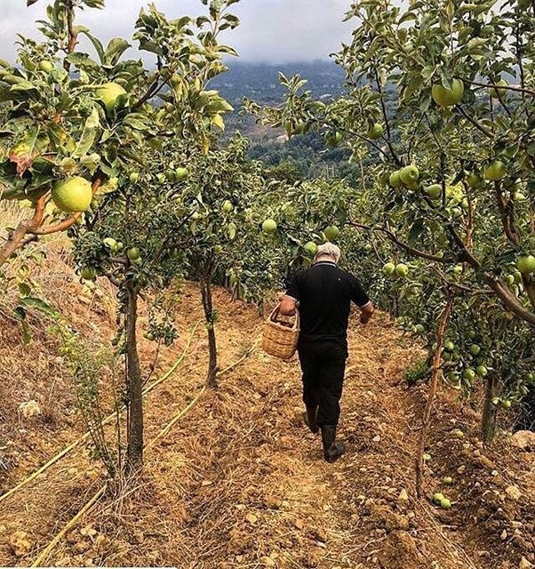 It's Apple Season! 🍏Credits: @pometto_snack @mhdzeinov  Apples ...