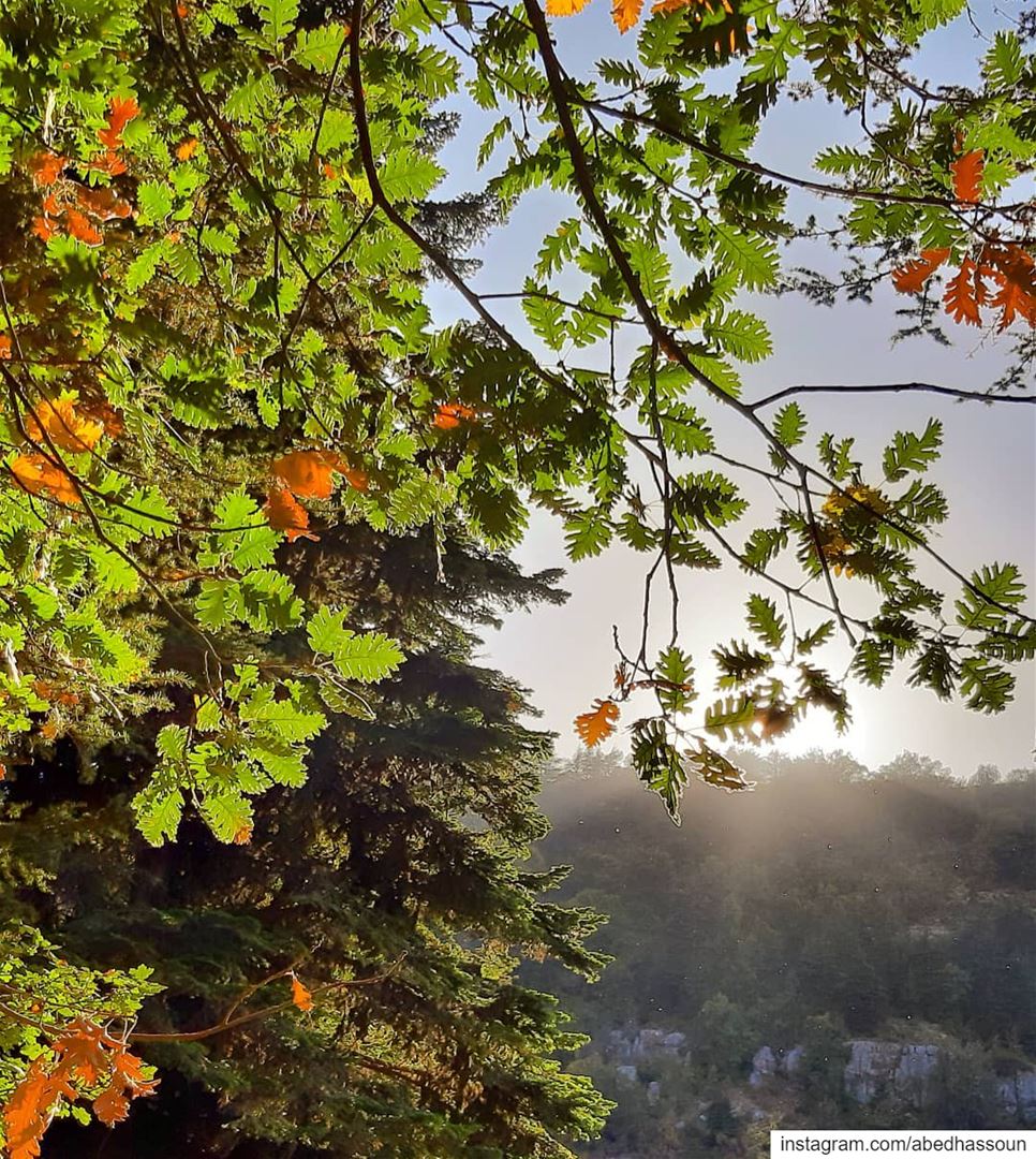 It's Autumn 🍂...Horsh Ehden, North Lebanon 🇱🇧.............. (Horsh Ehden)
