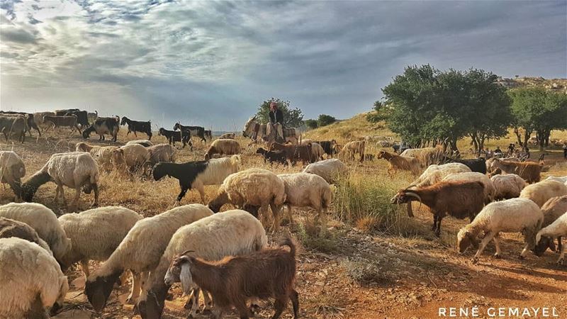 It's better to be a lion for a day , than a sheep all your life...... (Lebanon)