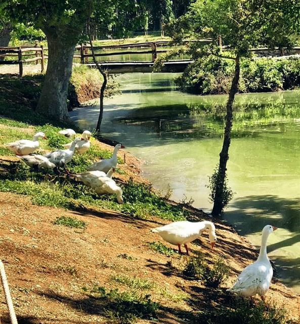 It's breakfast time 🐔Good morning 💚------------------------------------ (Taanayel- Bekaa)