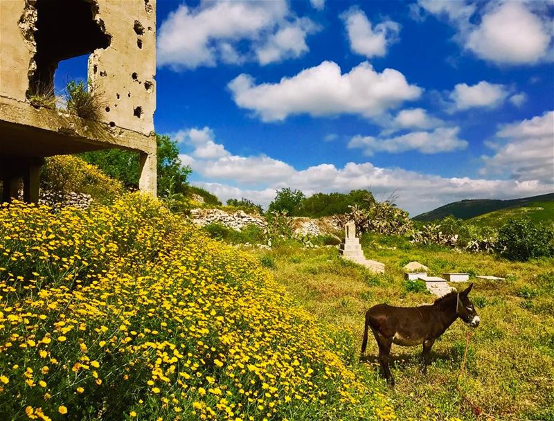 It's Friday 😎!....... naturelovers  livelovelife  liveloveworld ... (South Governorate)