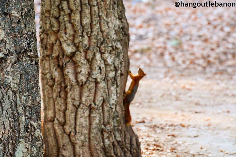 It's Friessssday! Hopefully you're gonna have a small hike in nature and... (غابة العذر)