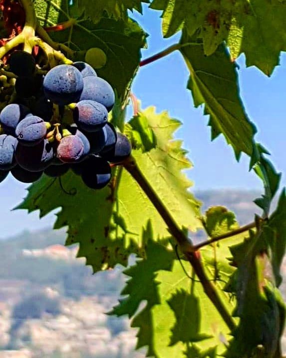 It's grape season 😍🍇🍇............ Lebanon  chouf  fruits ... (Mount Lebanon Governorate)