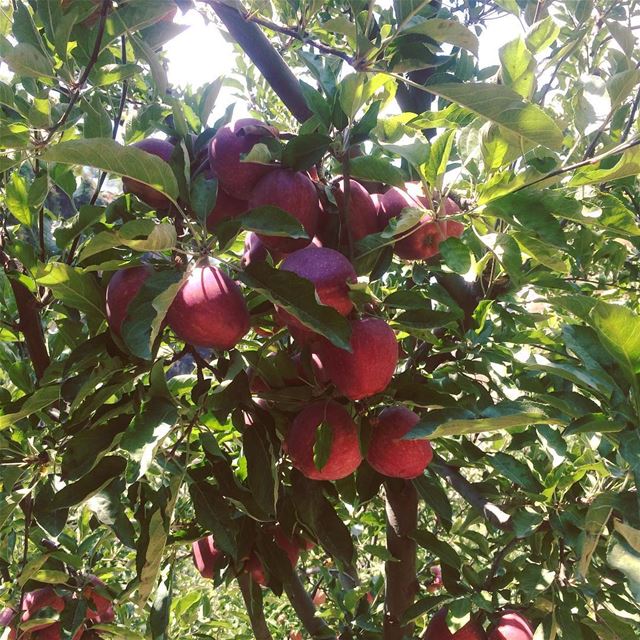 It's harvesting time🍎! harvest  appletree  hiking  waterfall  hiker ... (Akoura, Mont-Liban, Lebanon)