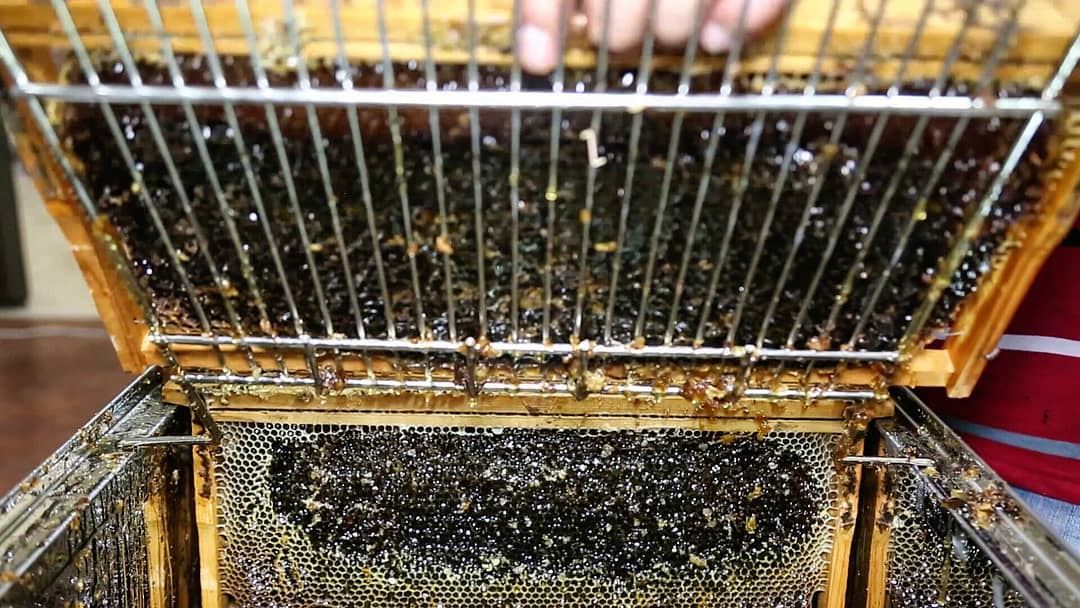 It's honey harvest time! Now we'll be spinning the  ForestHoney out of the...