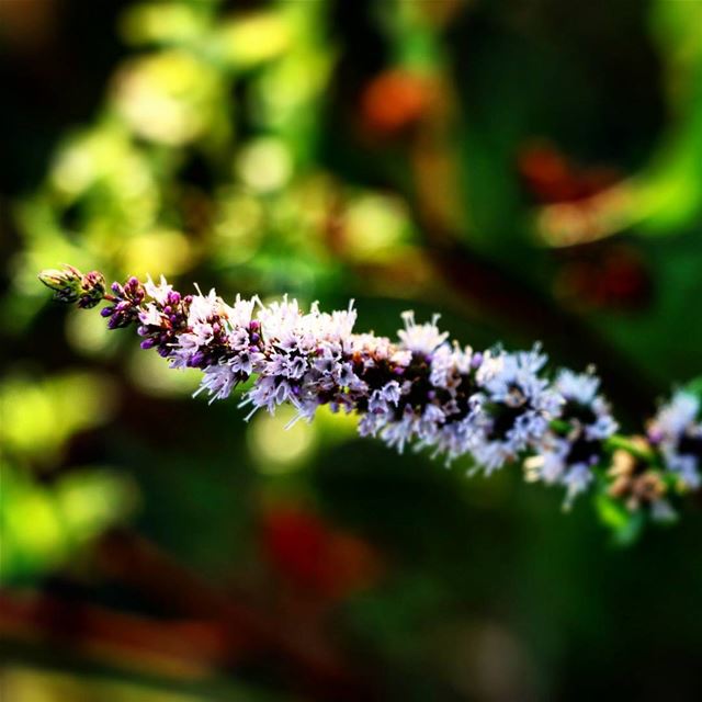 It's magical ..  flower  flowers  green  white  nature peace  details ...