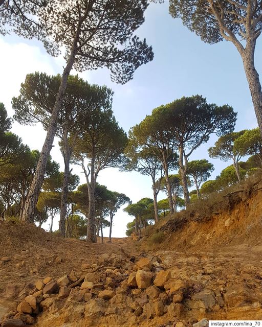 “It’s not that I’m so smart. It’s just that I stay with problems longer.” - (Jezzîne, Al Janub, Lebanon)