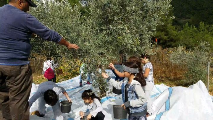It's Olive Picking season in Bkerzay until November 12th! Schedule your... (Bkerzay)