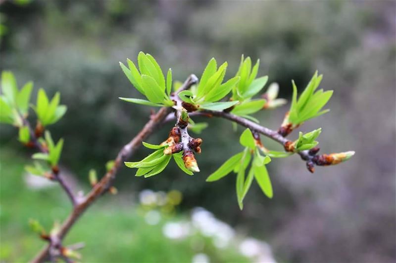 It's  QuizDay and it's a tough one today! Guess the name of the tree you...