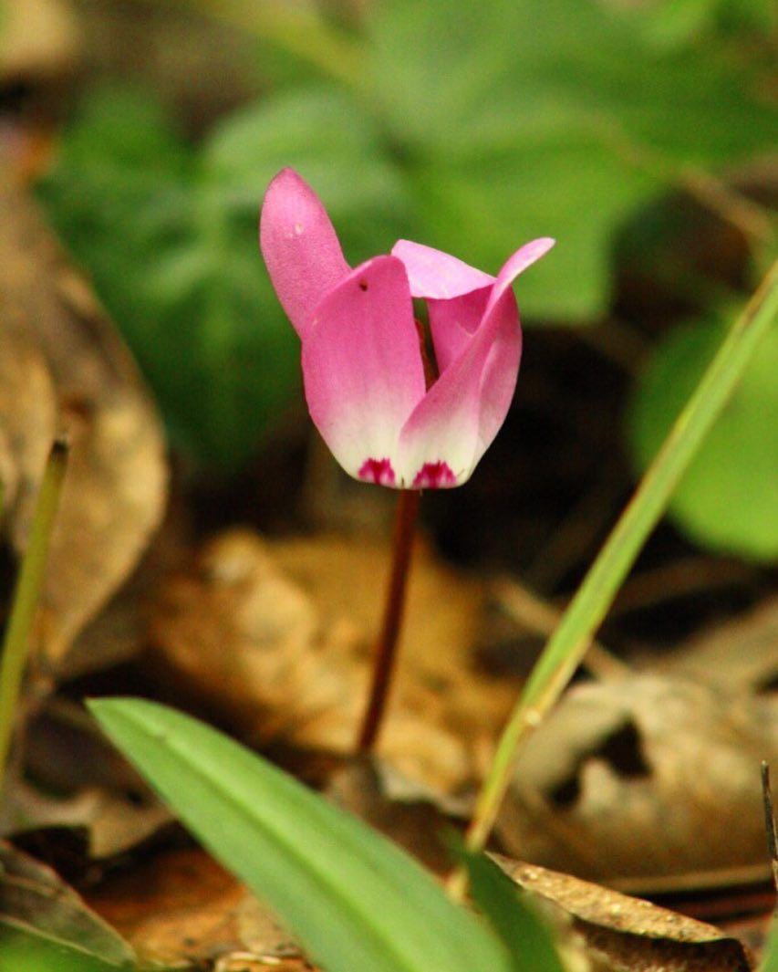 It's  QuizDay in  JabalMoussa!Can you identify the  flower  species in...