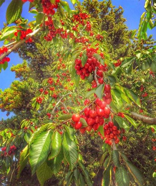 It's raining cherry 💙🌳🍒🌳💙________________________________________... (Ehden, Lebanon)