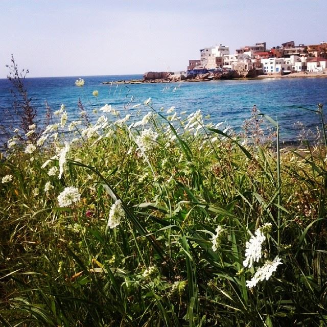 It's spring...  ﻟﺒﻨﺎﻥ Batroun  liban  Phenicians  ig_lebanon  ig_leb ...