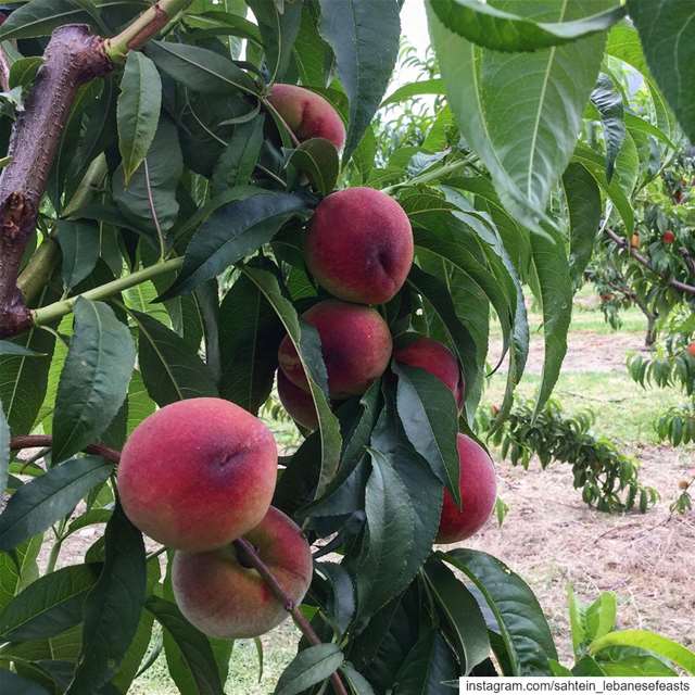 It’s that time of year again and the stone fruits are looking absolutely...