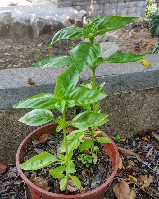 It's the little things 🌱🌿😍 good morning! ... Basil  plant  nature ...