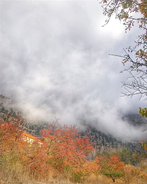 It’s the season when every leaf tells stories nostalgia in all the colors... (Ehden, Lebanon)