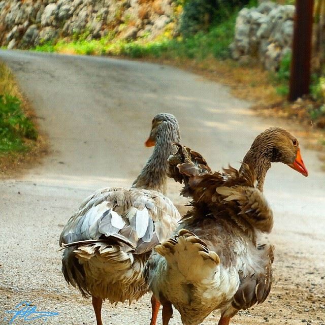 It's time to go back home.   insta_lebanon  ig_lebanon  proudlylebanese ...