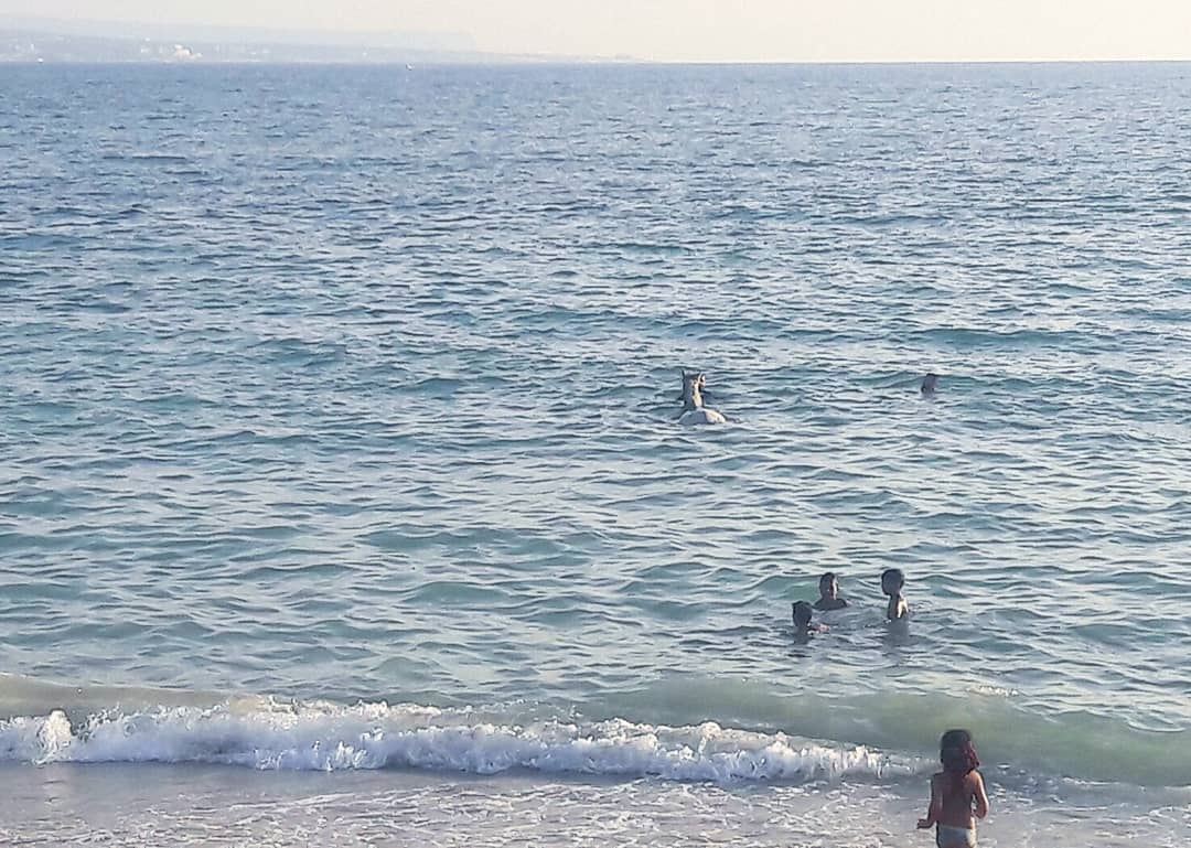 It's too hot in  Tripoli . Even this horse couldn't resist the seawater 🌊... (El Mina, Lebanon)