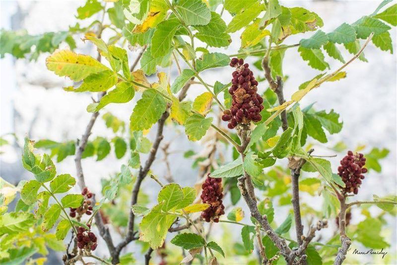 It's  Tuesday  Quizday!Guess the Latin name of this wild plant as well as...