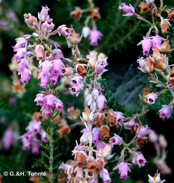 It's Tuesday  QuizDay! Guess the name of the beautiful  endemic  flower...