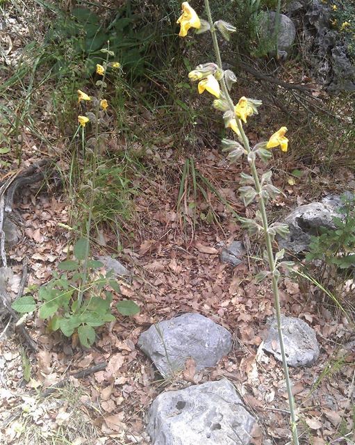 It's Tuesday  QuizDay!Guess the name of the yellow flower.It was first...