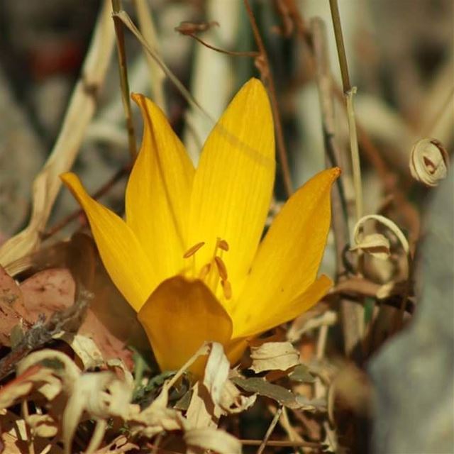 It's Tuesday  QuizDay.Guess the name of this  beautiful bulbous  flower...