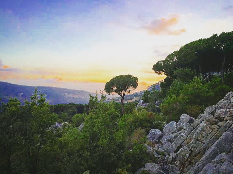 It takes courage to stand alone🍃 Good morning!  photography  photographer... (Mar Musa, Mont-Liban, Lebanon)