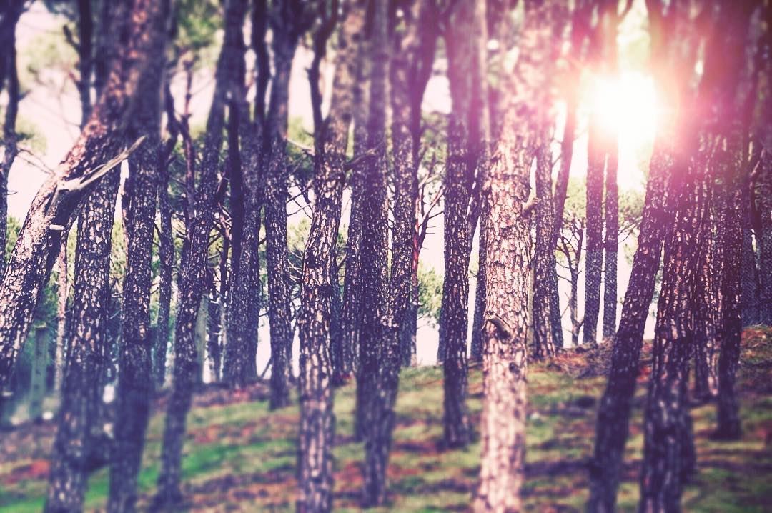It will always shine !  sun  morning  sunrise  pine  trees  Barouk ... (Bâroûk, Mont-Liban, Lebanon)