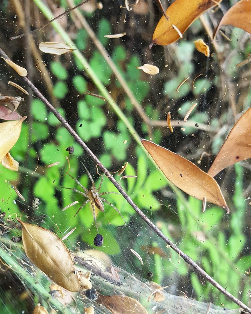 Itsy Bitsy Spider 🕸 spider  web  forest  wild  nature   green  leaves ...
