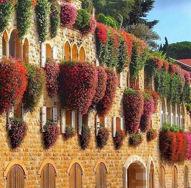 Ivy geraniums hanging on a wall. These are trailing geraniums that tumble... (Beit Meri, Mont-Liban, Lebanon)