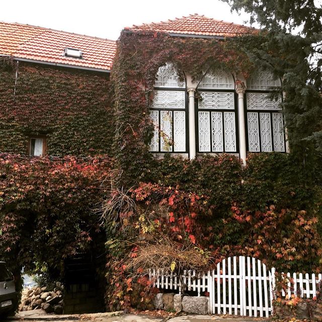 Ivy on house in autumn 🍂  kulturoscope  culture  scenery  nature  ivy ...