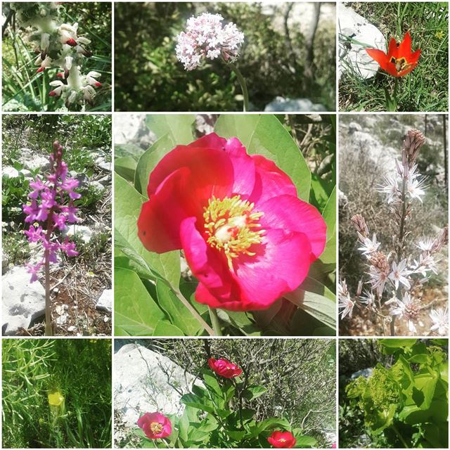 Jabal moussa flowers hike365  hikingdogsofinstagram  hikingadventures ... (Jabal Moussa)