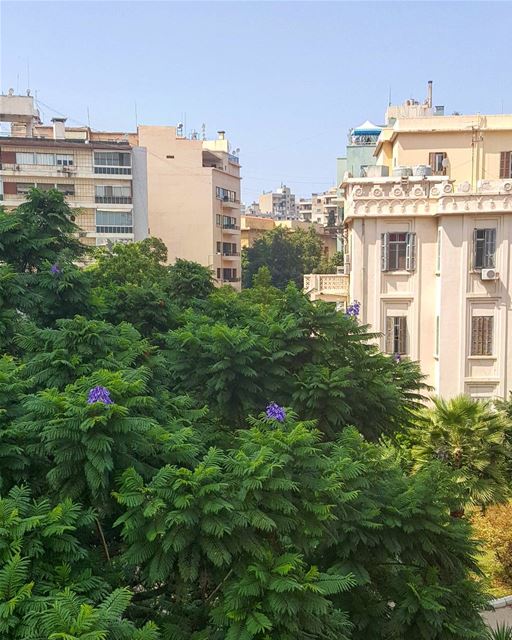 Jacaranda & the city  hiddenbeirut ... Lebanon  beirut  urbanjungle ...