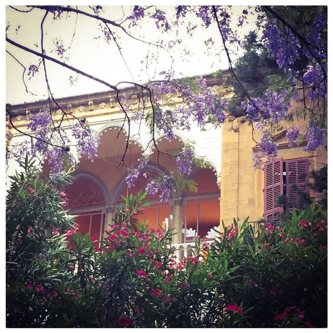 Jacarandas in bloom! Beautiful ephemeral purple days 💜 💜💜 Ashrafieh,... (Achrafieh, Beirut)