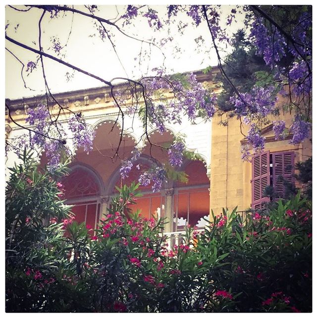 Jacarandas in bloom! Beautiful ephemeral purple days 💜 💜💜 Ashrafieh,... (Achrafieh, Beirut)