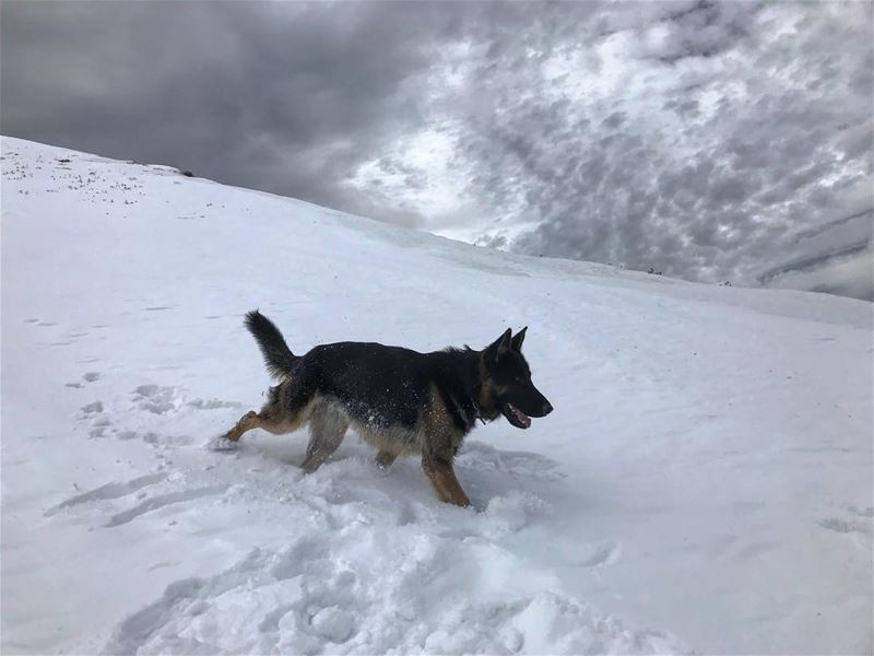 Jacky the sweet beast 😍 (Faraya, Mont-Liban, Lebanon)