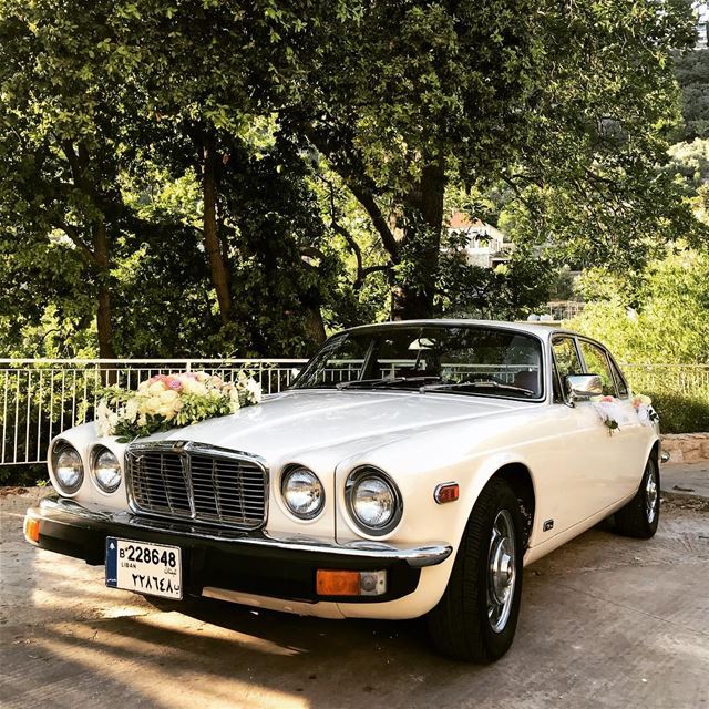  jaguar car vintage old lebanon trees green mountain dlebta wedding white... (Dlebta, Mont-Liban, Lebanon)