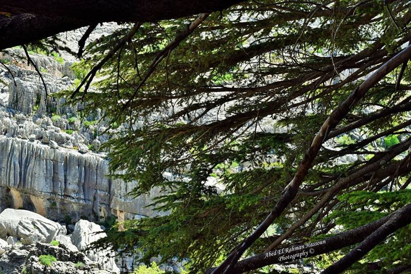 🌲 .....Jaj, Mount Lebanon....... jaj  jajcedars ... (Jaj, Mont-Liban, Lebanon)